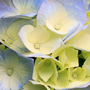 Lorem Ipsum is simply dummy text of the printing and typesetting industry. Lorem Ipsum has been the